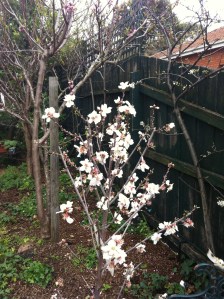 The promise of the fruit to come